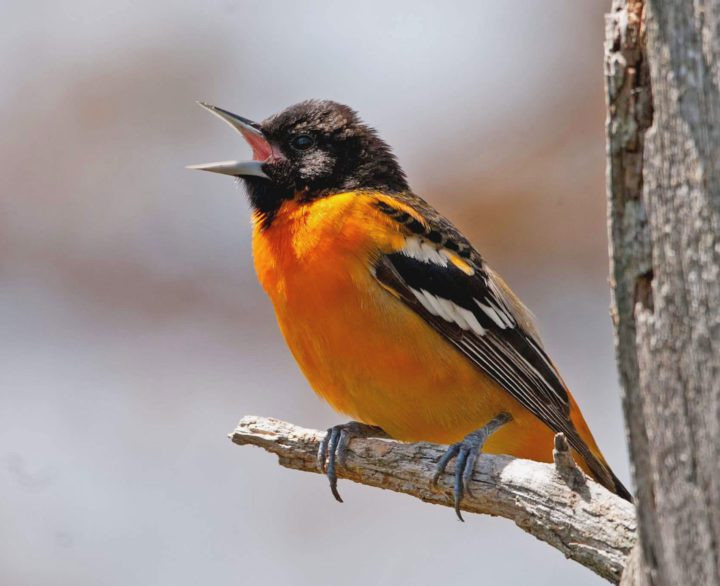 Baltimore Oriole perched on a tree branch, vibrant colors highlighted in a photo by Andrew Simon from Macaulay Library.