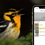Blackburnian Warbler perched on a branch, singing its distinctive song, captured by Alicia Amber and preserved in the Macaulay Library.