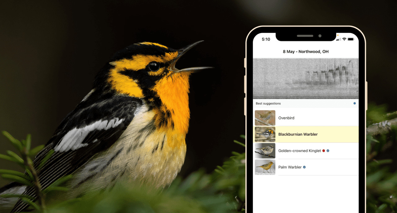 Blackburnian Warbler perched on a branch, singing its distinctive song, captured by Alicia Amber and preserved in the Macaulay Library.